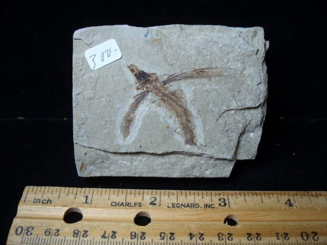 Fossilized Fish - Exocoetoides (020825c) - Image 2