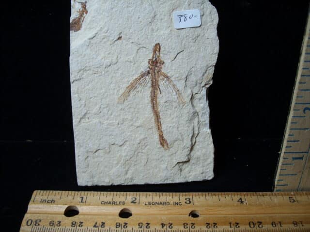 Fossilized Fish - Exocoetoides (020825d)