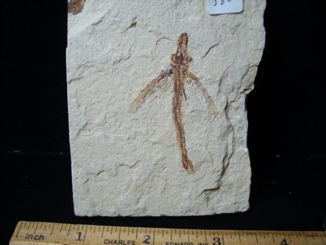 Fossilized Fish - Exocoetoides (020825d) - Image 3