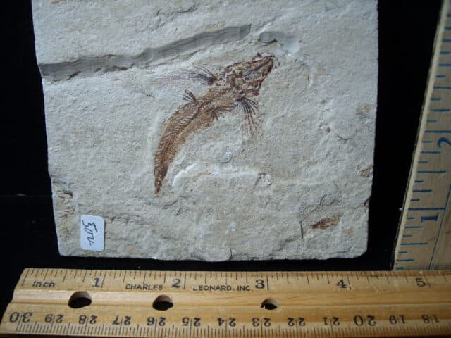 Fossilized Fish - Exocoetoides (020825e)