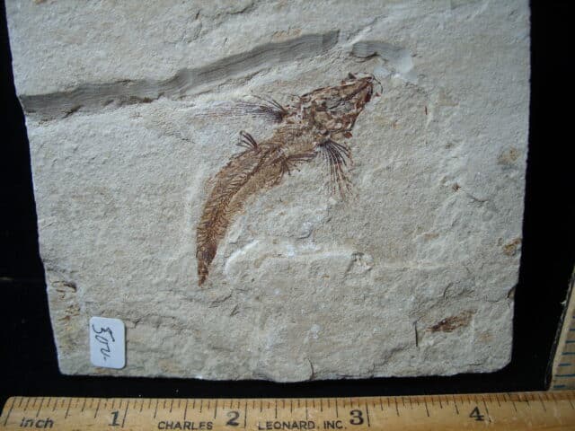 Fossilized Fish - Exocoetoides (020825e) - Image 2