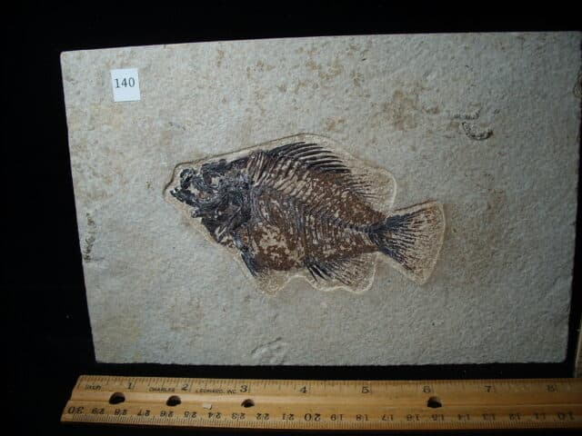 Priscacara  Fossil Fish  (020825c)