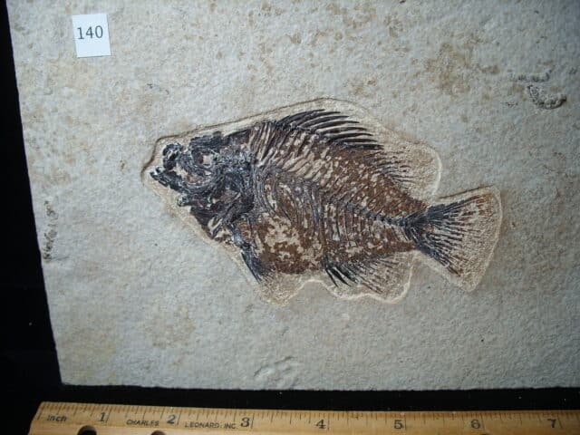 Priscacara  Fossil Fish  (020825c) - Image 2