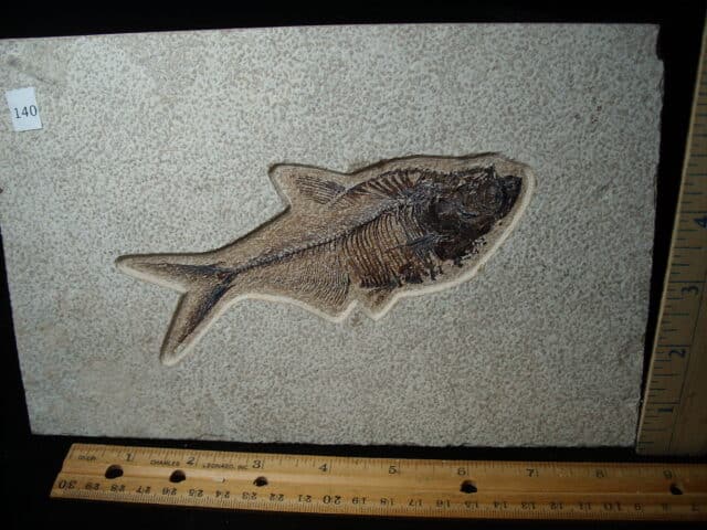 Diplomystus Fossil Fish  (020825f)