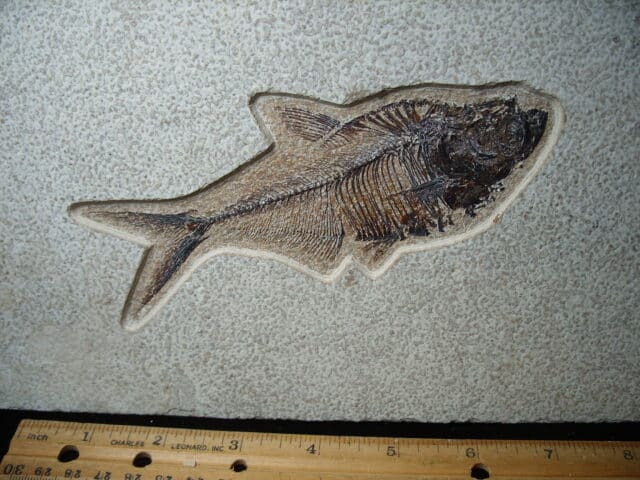 Diplomystus Fossil Fish  (020825f) - Image 2