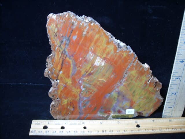 Arizona Petrified Wood (020825g)