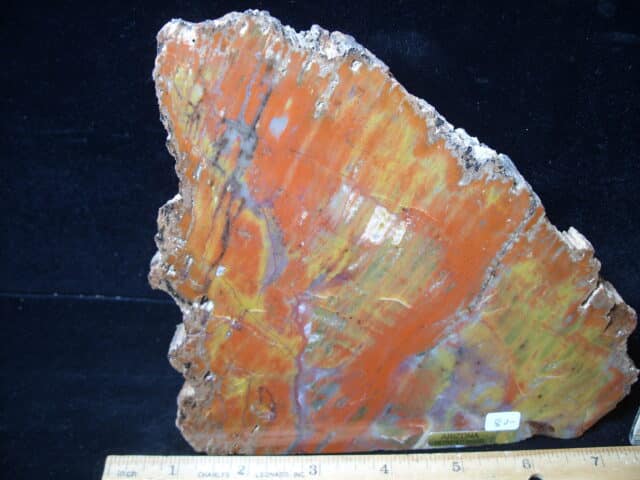 Arizona Petrified Wood (020825g) - Image 2