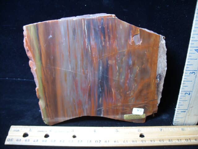 Arizona Petrified Wood (020825j)