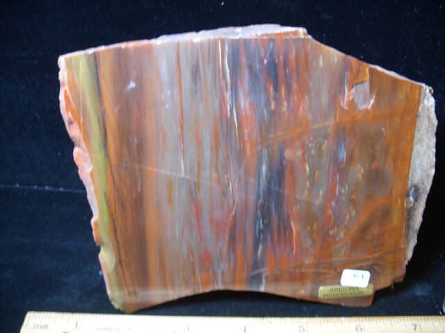 Arizona Petrified Wood (020825j) - Image 2