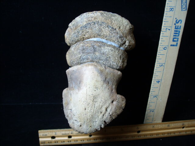 Hadrosaur “Duckbill Dinosaur” Toe (020825n)