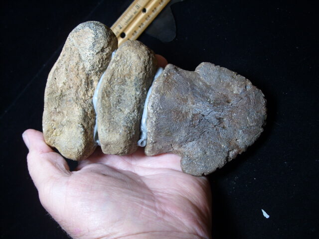 Hadrosaur “Duckbill Dinosaur” Toe (020825n) - Image 2