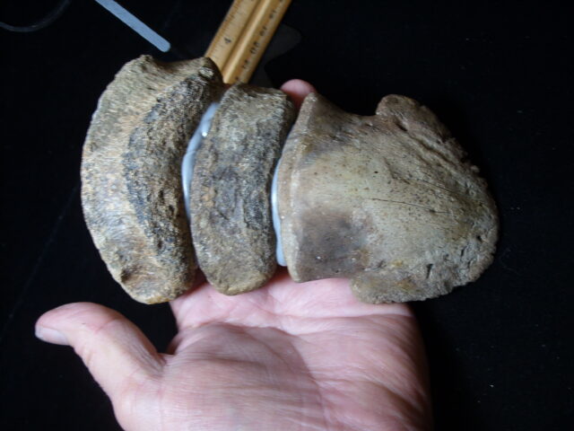 Hadrosaur “Duckbill Dinosaur” Toe (020825n) - Image 3