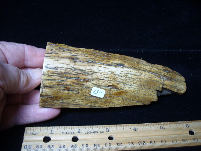 Mammoth Tusk Partial Specimen(021025b)