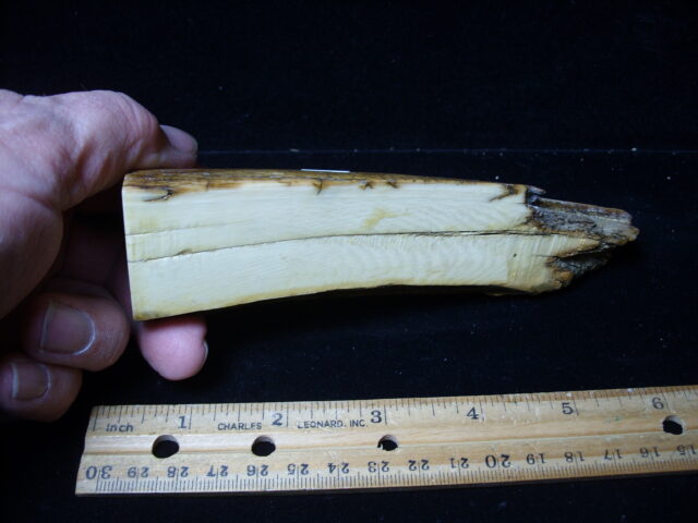 Mammoth Tusk Partial Specimen(021025b) - Image 3