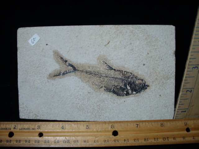 Diplomystus Fossil Fish  (021125a)