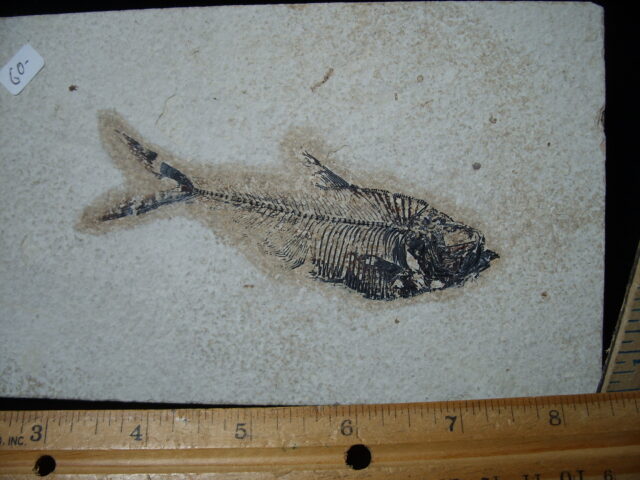 Diplomystus Fossil Fish  (021125a) - Image 2