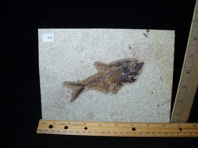 Diplomystus Fossil Fish  (021125b)