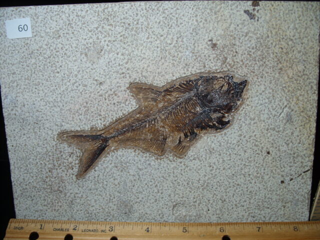 Diplomystus Fossil Fish  (021125b) - Image 2