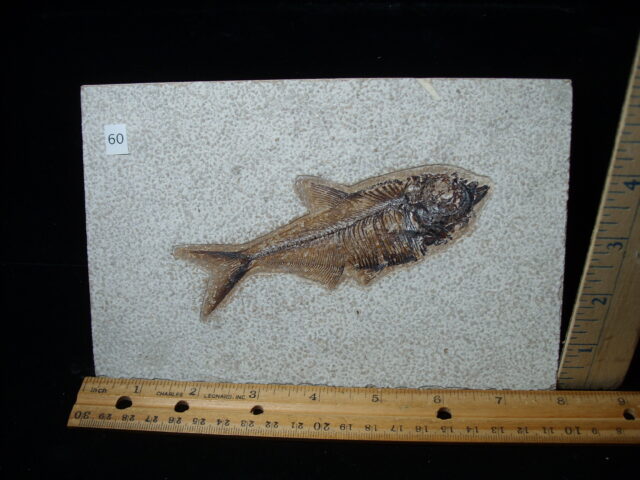 Diplomystus Fossil Fish  (021125c)