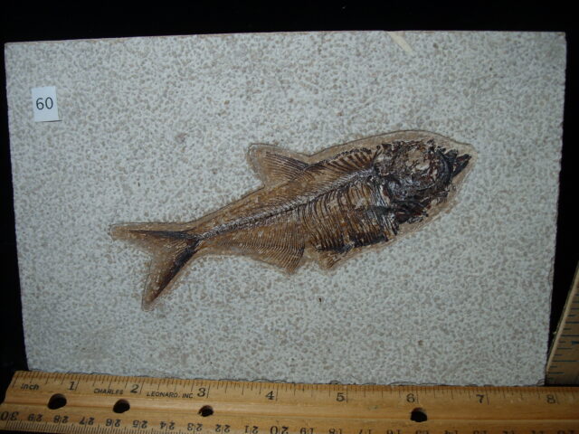 Diplomystus Fossil Fish  (021125c) - Image 2