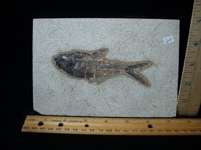 Diplomystus Fossil Fish  (021125d)