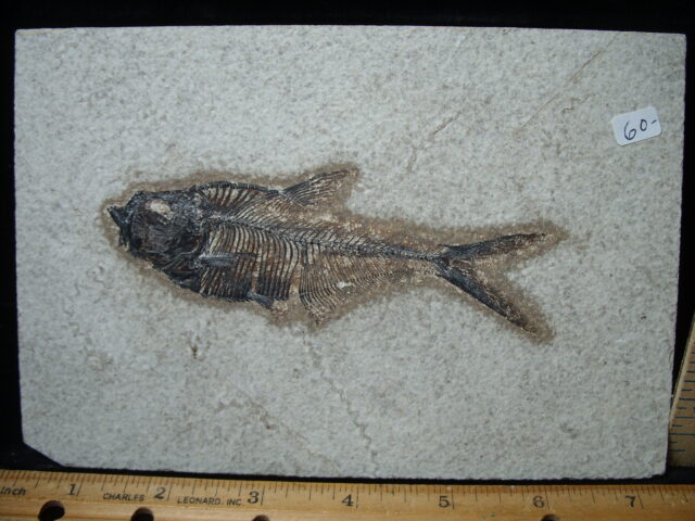 Diplomystus Fossil Fish  (021125d) - Image 2