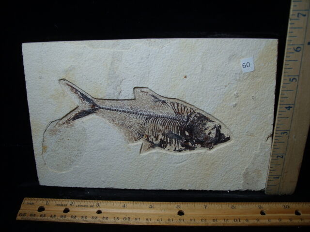 Diplomystus Fossil Fish  (021125e)