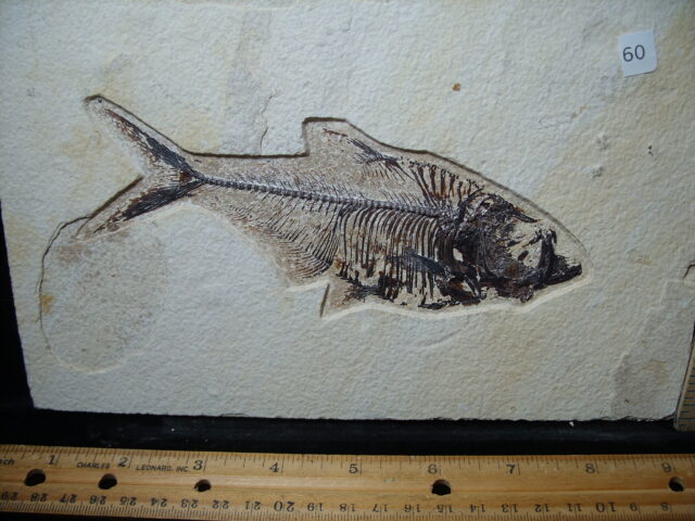 Diplomystus Fossil Fish  (021125e) - Image 2