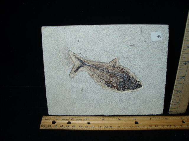 Diplomystus Fossil Fish  (021125h)