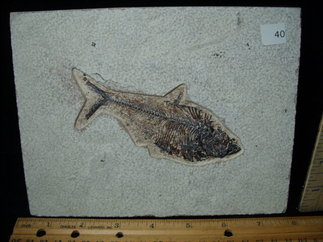 Diplomystus Fossil Fish  (021125h) - Image 2