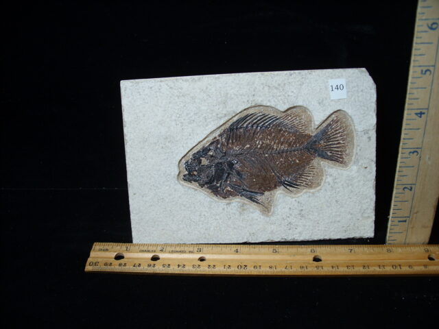 Priscacara  Fossil Fish  (021025e)