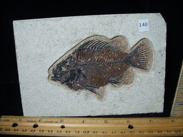 Priscacara  Fossil Fish  (021025e) - Image 2