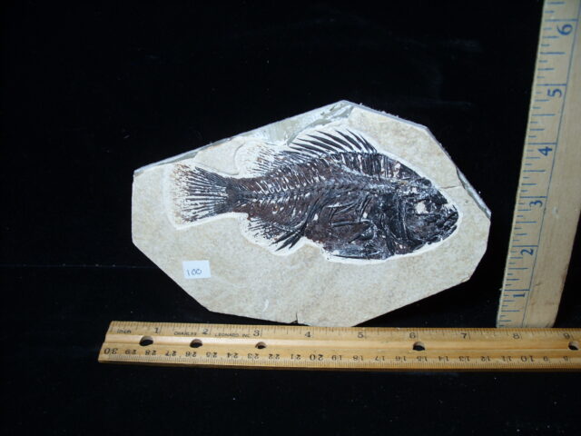 Priscacara  Fossil Fish  (021025g)