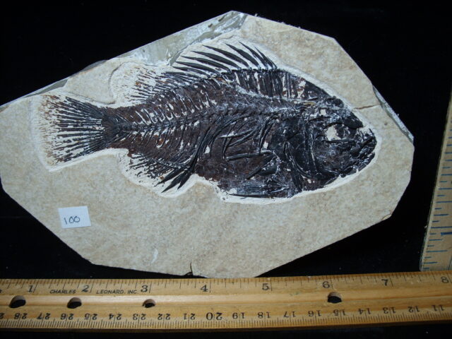 Priscacara  Fossil Fish  (021025g) - Image 2