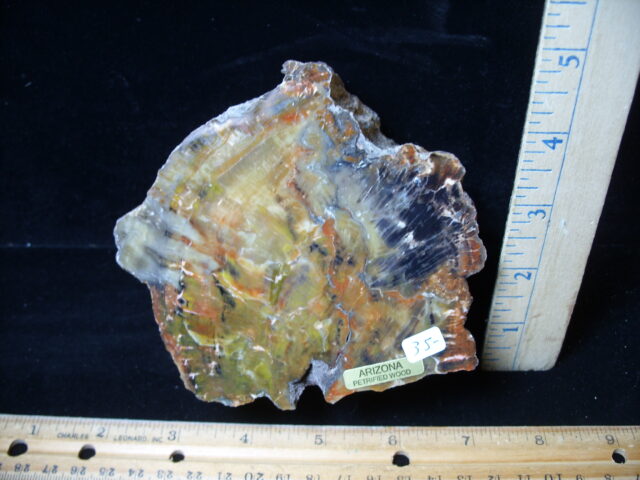 Arizona Petrified Wood (021025j)