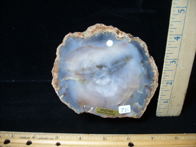 Arizona Petrified Wood (021025k)