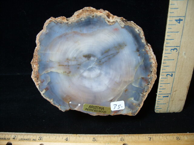 Arizona Petrified Wood (021025h) - Image 2