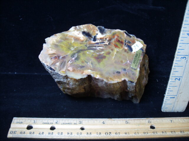 Arizona Petrified Wood (021025m)