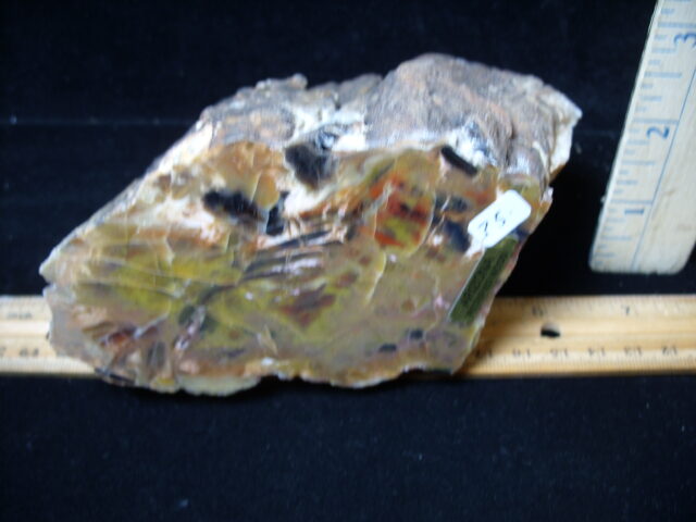 Arizona Petrified Wood (021025m) - Image 2