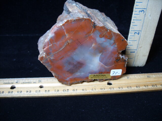 Arizona Petrified Wood (021025n)