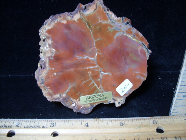 Arizona Petrified Wood (021125g)