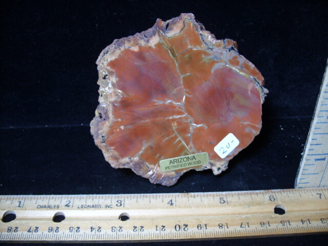 Arizona Petrified Wood (021125g) - Image 2