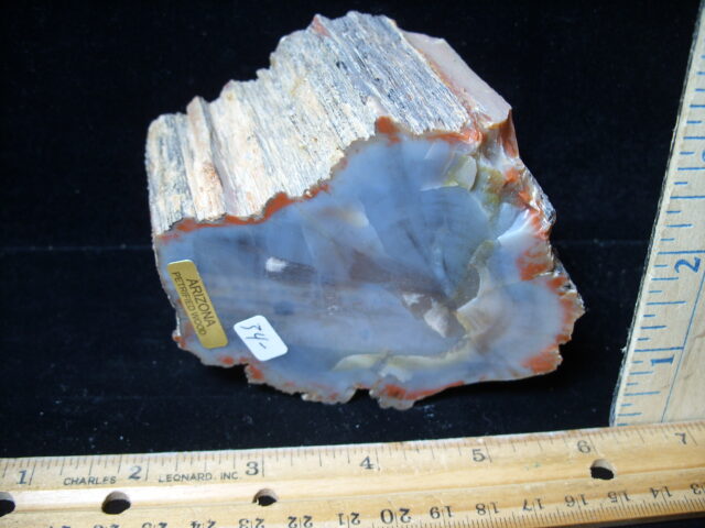 Arizona Petrified Wood (021025h)