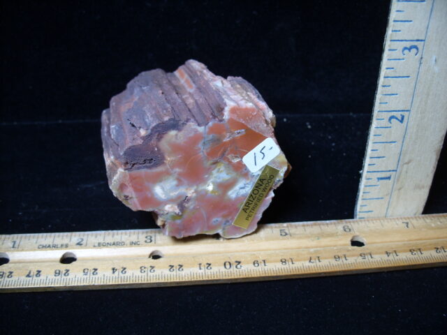 Arizona Petrified Wood (021125j)