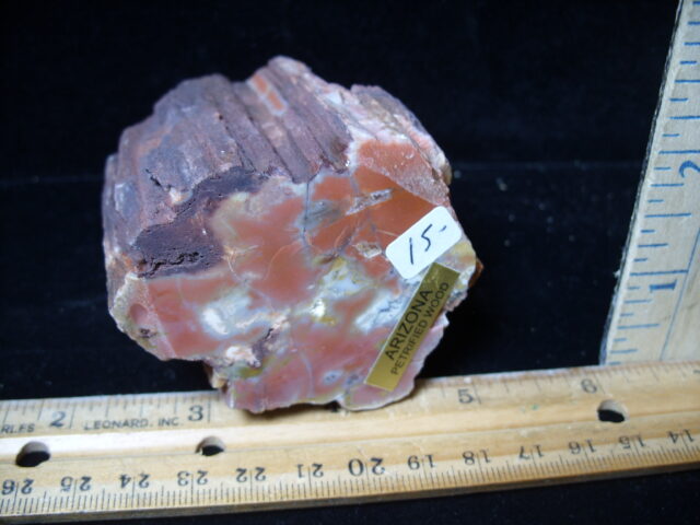 Arizona Petrified Wood (021125j) - Image 2