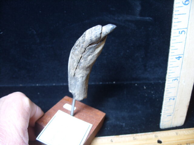 Fossilized Sperm Whale Tooth (021225e)