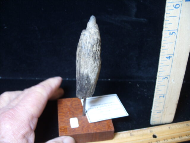 Fossilized Sperm Whale Tooth (021225e) - Image 2