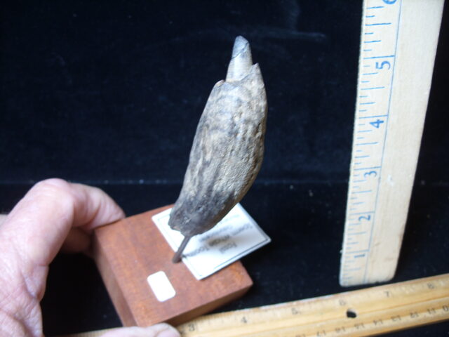 Fossilized Sperm Whale Tooth (021225e) - Image 3