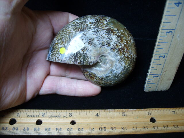 Whole Polished Ammonite (021325a)