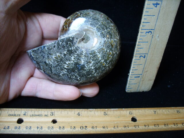 Whole Polished Ammonite (021325a) - Image 2